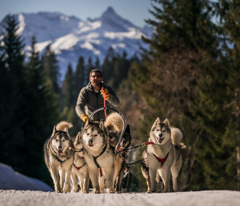 husky dog sledding